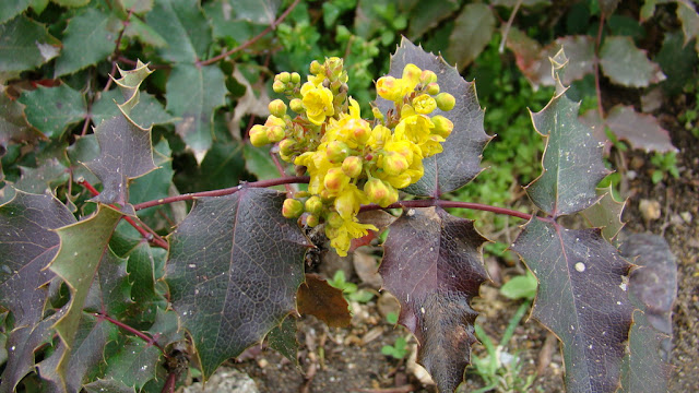 Mahonia o uvas de Oregón (Mahonia aquifolium (Pursh) Nutt.).