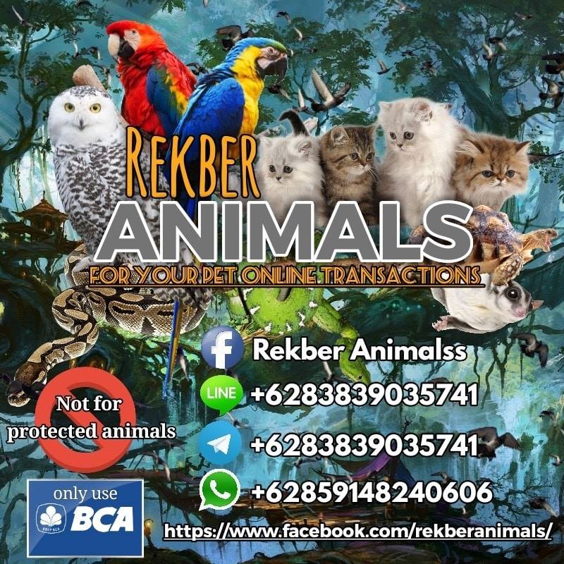 Pengertian Rekber Dan Cara Aman Bertransaksi Lovebird Ternak