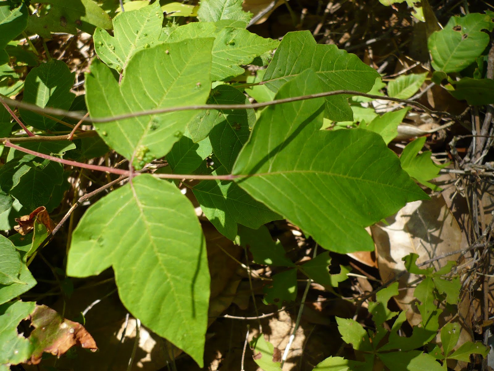 Centenary College Arboretum Toxicodendron radicans ssp. radicans