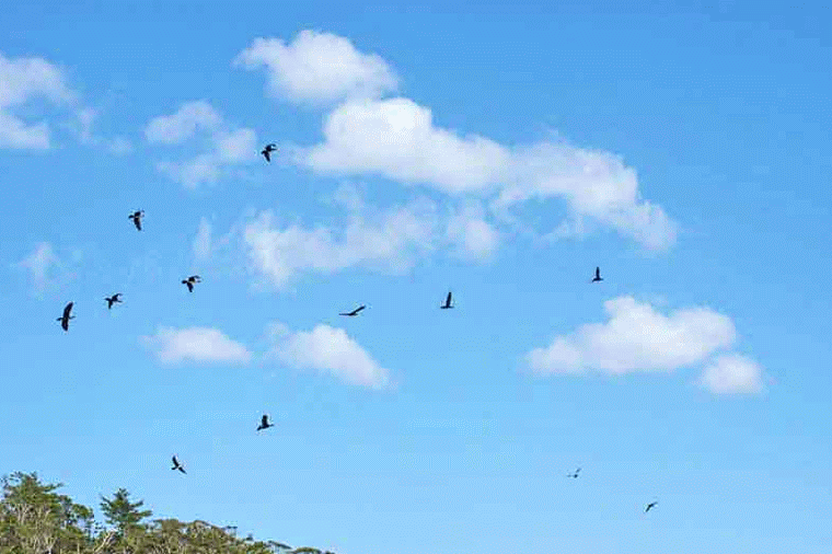Ryukyu Life Wildlife GIF Cormorants in Flight