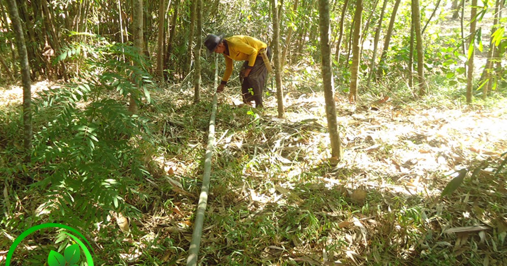 Vidio : Waktu yang tepat menebang bambu