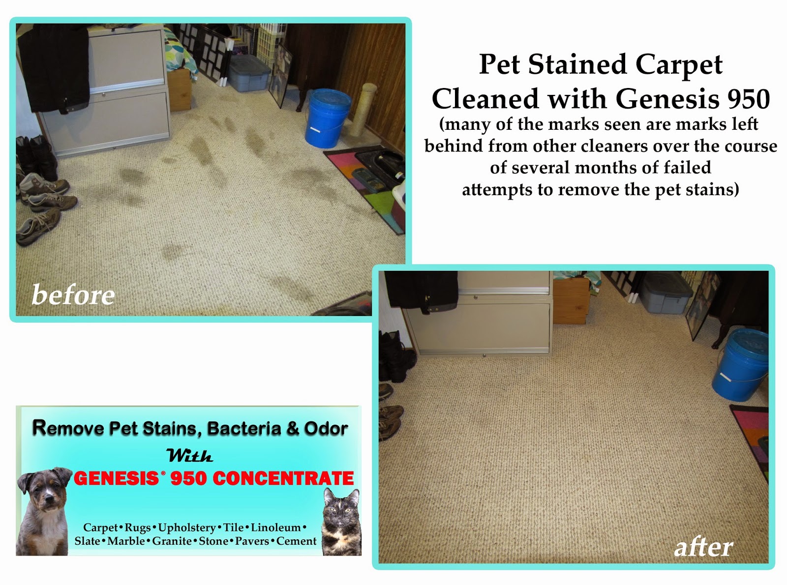 Best Way Clean Pet Stains From Carpet