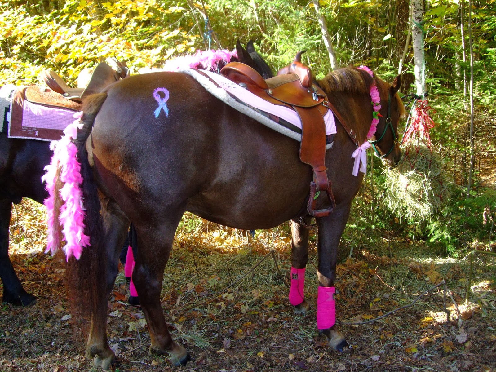 RAC (Ride-A-Curly) Adventure Blog: Pink Ribbon Ride!!!!