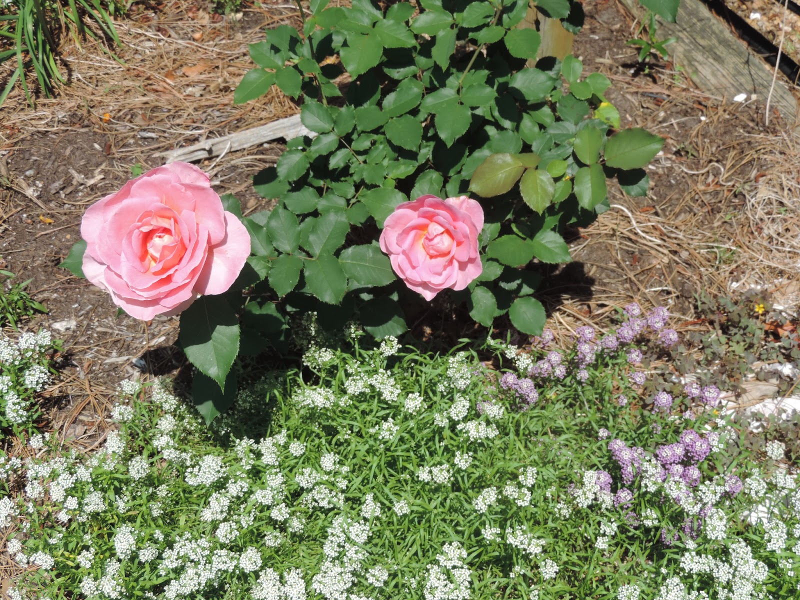 Tiffany Rose Stock Photos Tiffany Rose Stock Images Alamy