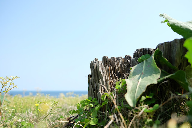 石拾い　海　福井県浜地海水浴場