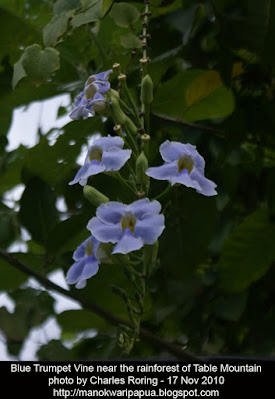 Blue Trumpet Vine Flowers