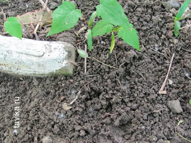 деятельность дождевых червей по обогащению почвы