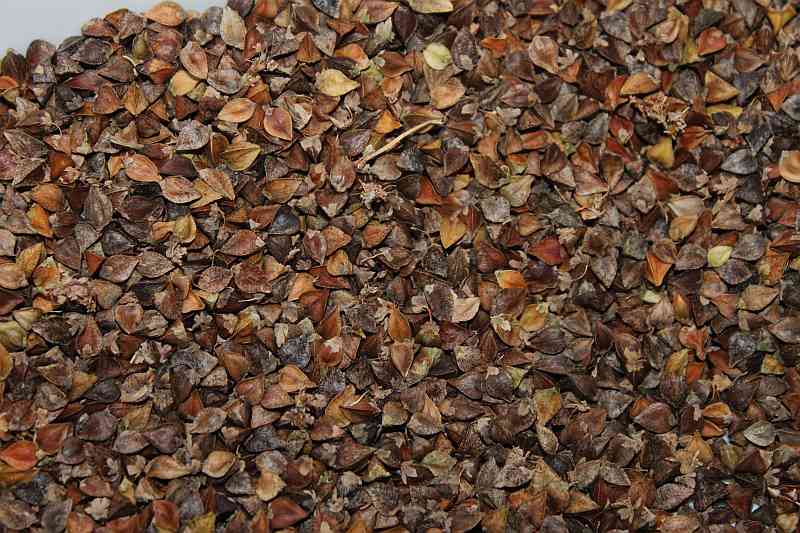 Easy Living the Hard Way Harvesting Buckwheat