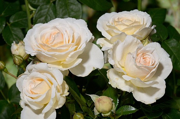 Cream Abundance rose сорт розы фото  