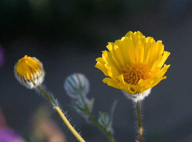 Desert sunflower Desert sunflower