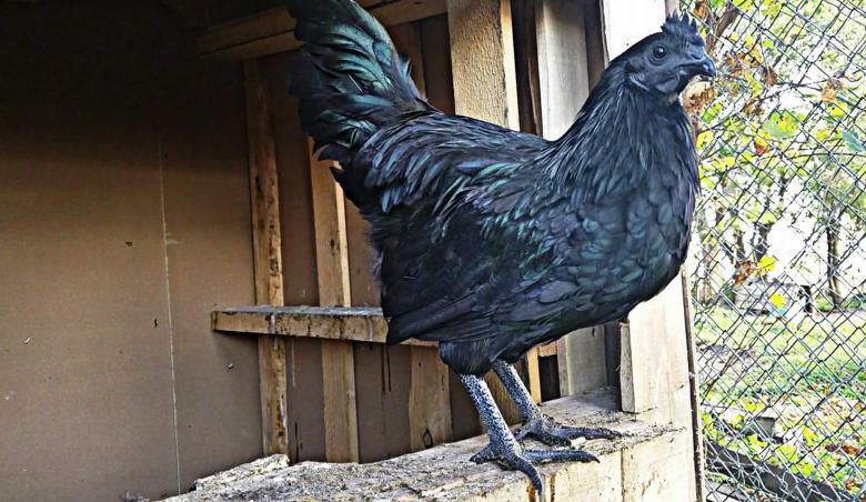 Sadece Tüylerinin Değil, Eti ve Kemiğinin de Simsiyah Olması ile Dikkat