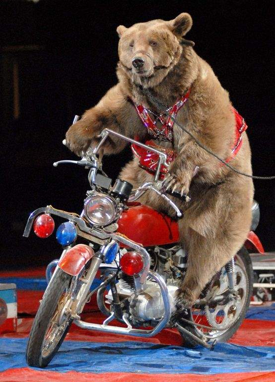 THE BALLOON MAN: Detroit Shrine Circus