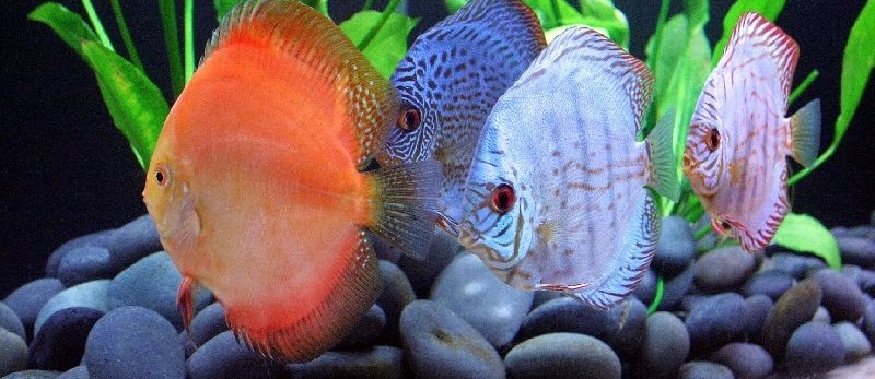 Langkah-Langkah Budidaya Ikan Discus untuk Usaha dan Binis Ikan Hias