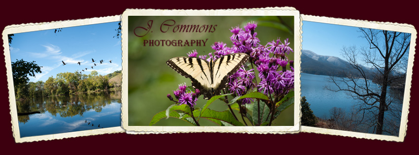 J. Commons Photography