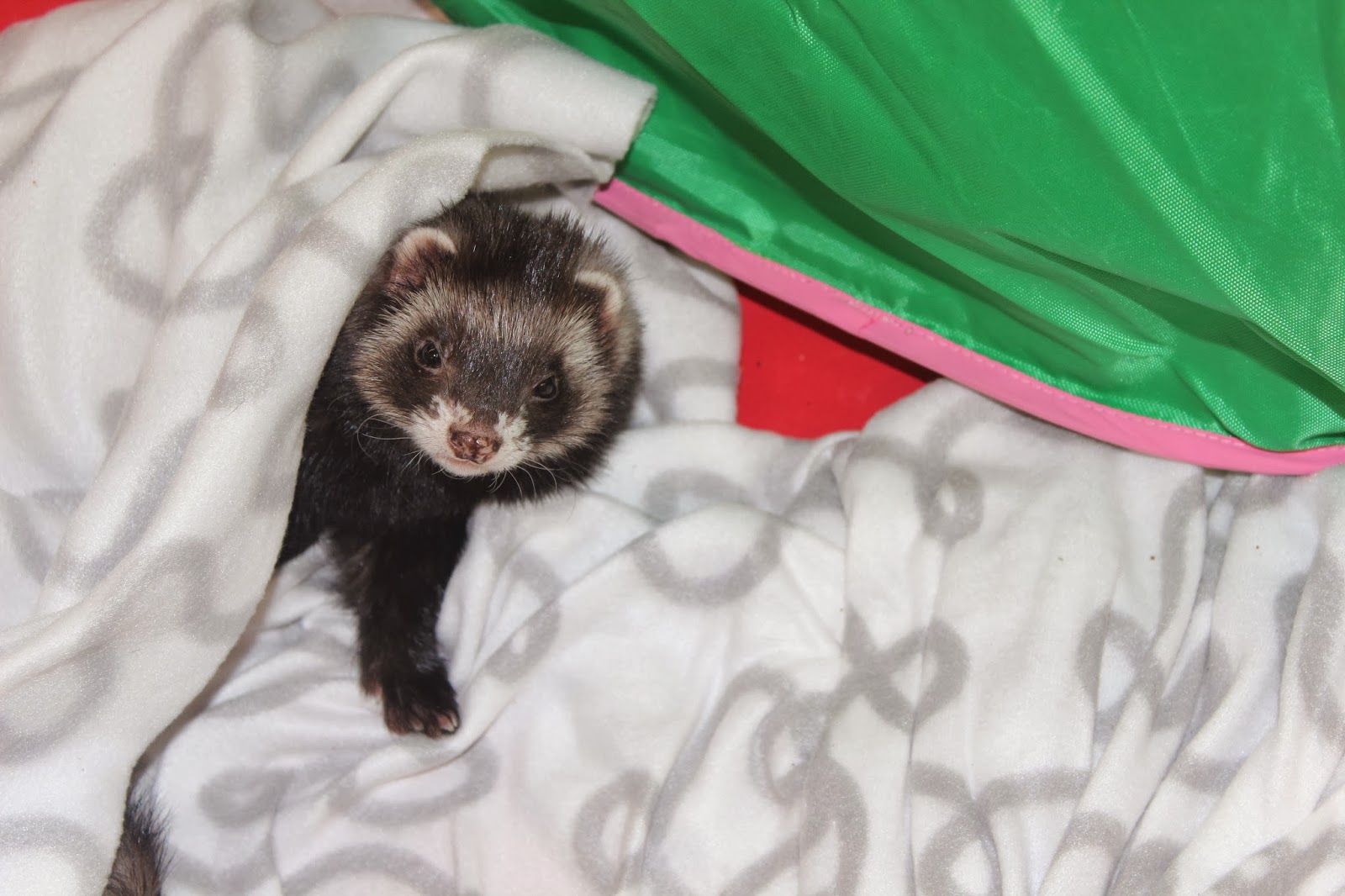 frettinäyttely+ferret+show