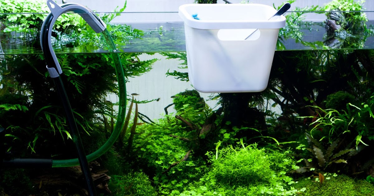 окружающий мир меняем воду в аквариуме. декор круглого аквариума для петушка. как часто менять воду цветам. как часто менять воду цветам. подмены воды в аквариуме.