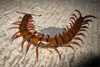Apa Sih Perbedaan Antara Kelabang dengan Kaki seribu ? Ini dia Jawabannya Gan Apa Sih Perbedaan Antara Kelabang dengan Kaki seribu ? Ini dia Jawabannya Gan