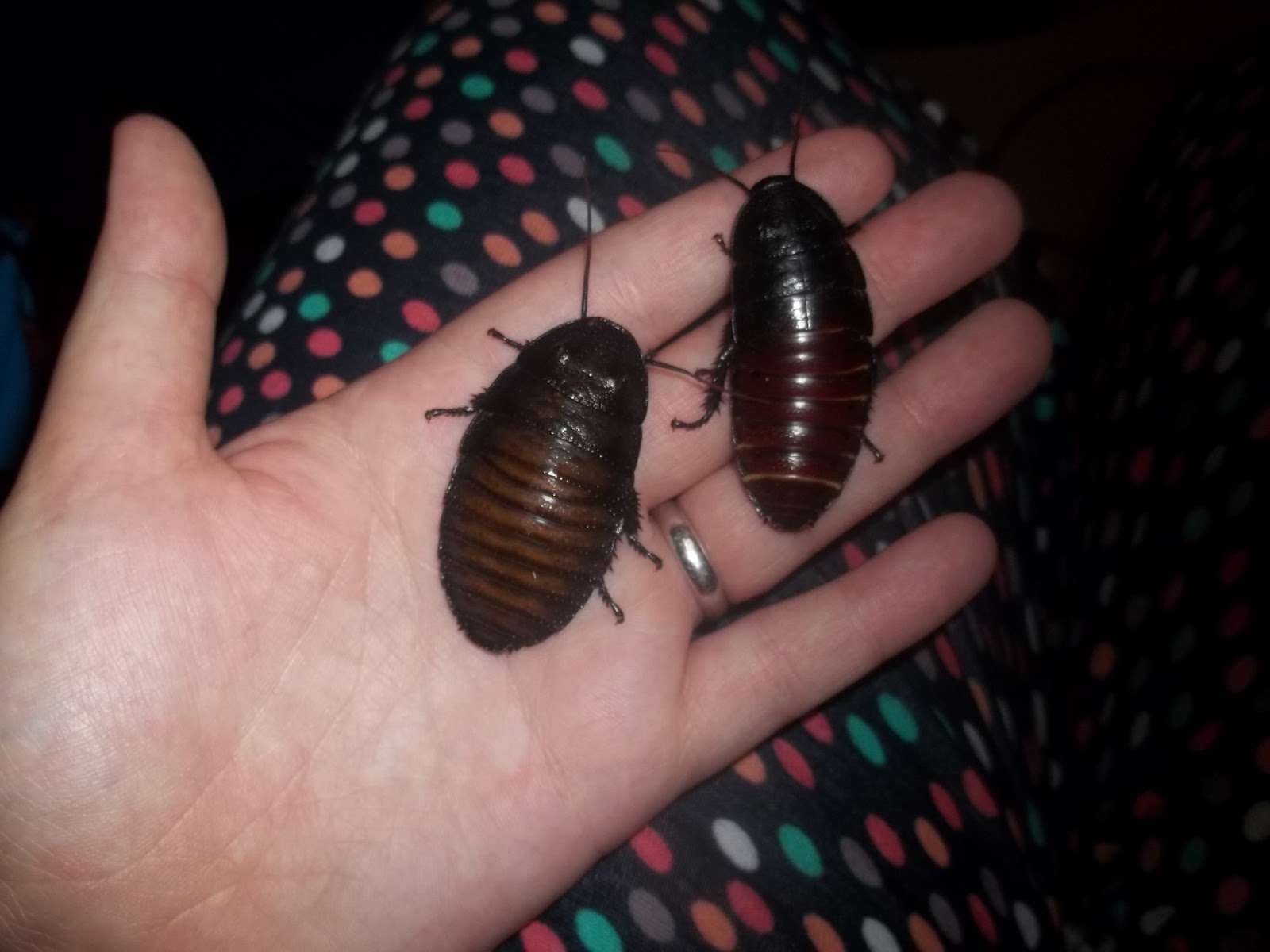 That Crazy Cat Lady.: Cockroach Moult?