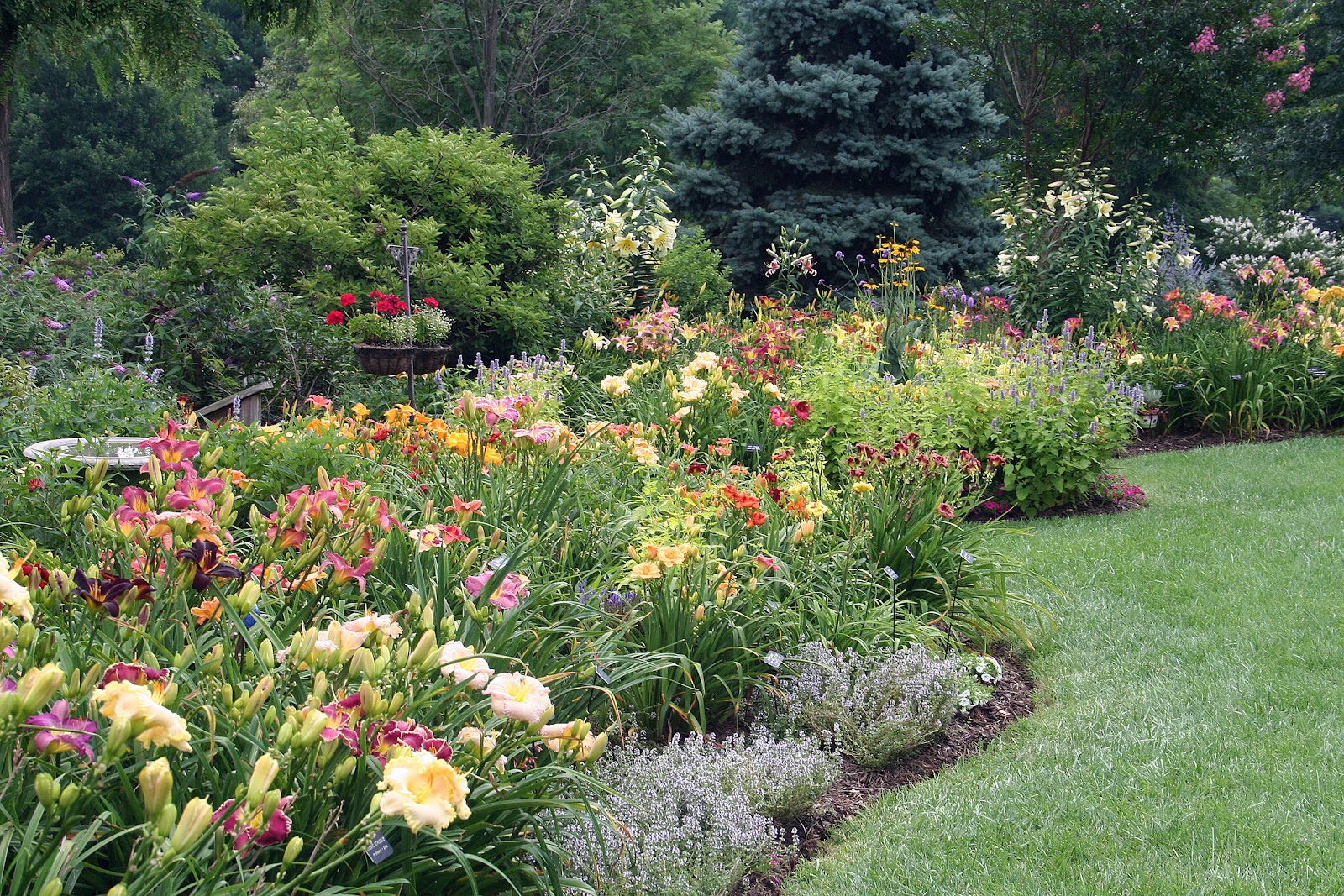 Daylily Blog - Gardening in Virginia: Bloom machines!