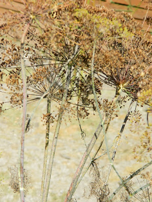 przyroda we wrześniu slow life przyroda blog