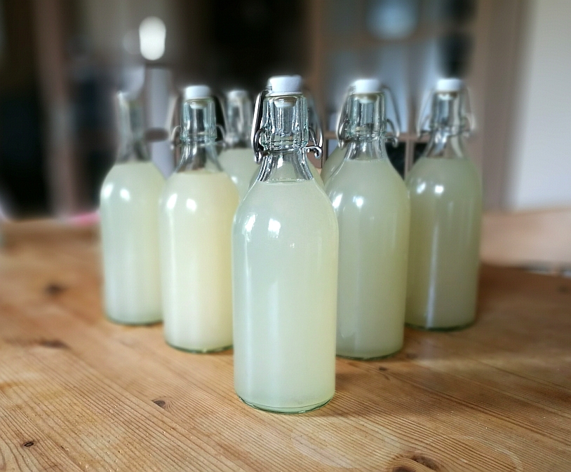 BeerFoodTravel Recipe Naturally Fermented Ginger Beer Getting the Bug