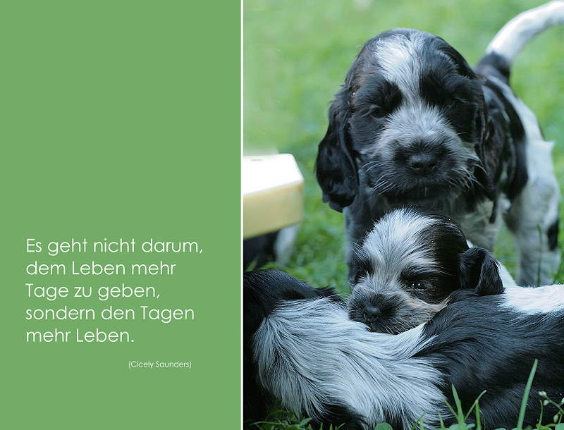 Abschied Von Benjamin About Dogs And Chiru Hundeblog