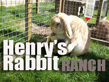 HENRY'S RABBIT RANCH - Refugio para conejos - RUTA 66