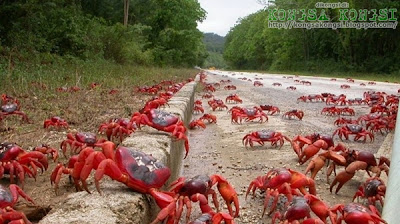 ketam merah @ red crab