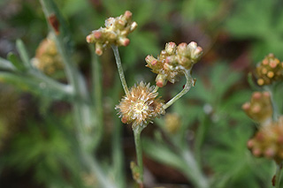 セイタカハハコグサ