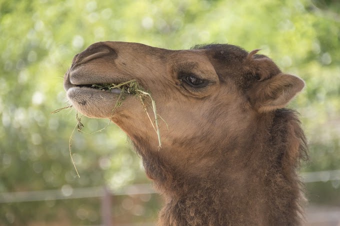 O que comem os Camelos (Dromedários)?