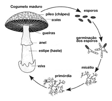 ciclo-de-vida-do-cogumelo