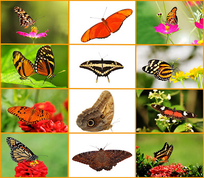 Fotos de Mariposas - Butterflies