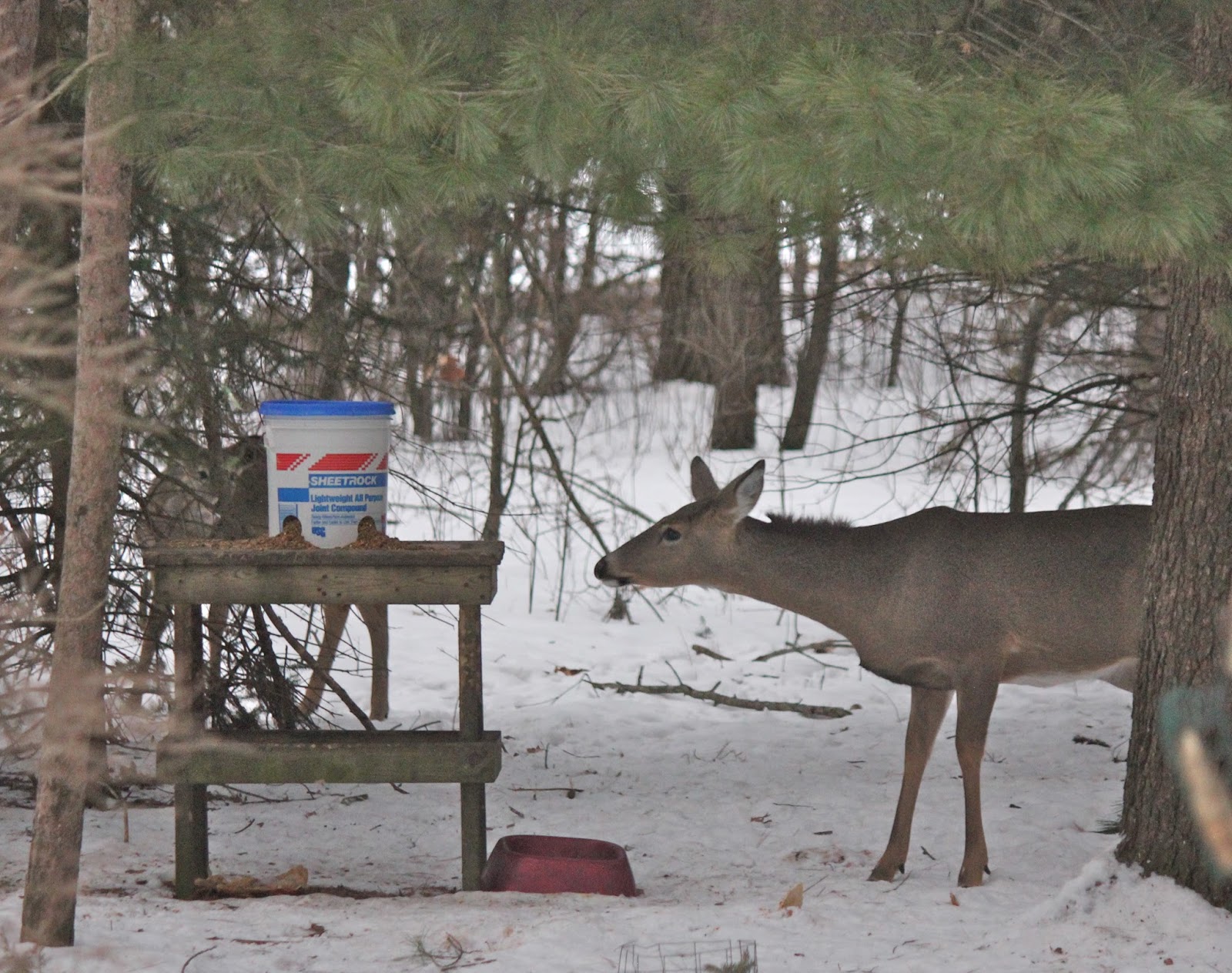 The Cabin Countess Making A Corn Feeder