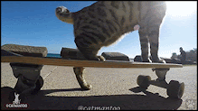 Amazing Cat GIF • Clever Cat uses his hind legs to push his skate by himself