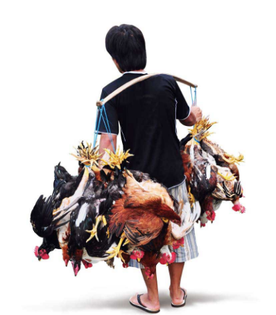 5 tahap ini mudah dan bikin sukses ternak ayam buras jawa kampung dalam waktu singkat kebumen how sukses ternak ayam buras jawa kampung