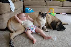 funny dog and baby image