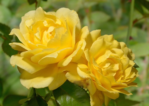  Landora rose сорт розы фото  