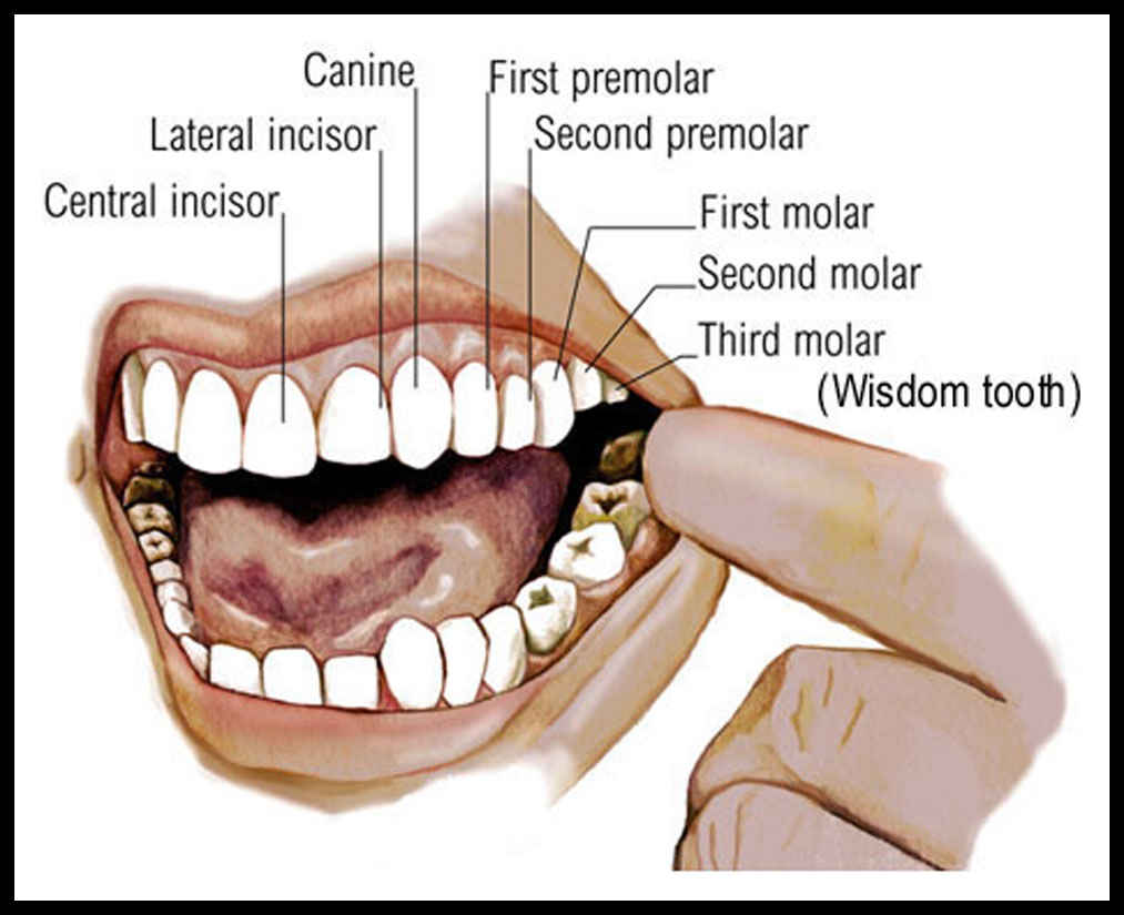 Mouth Teeth Diagram With Label Health Images Reference Mouth Teeth Diagram With Label Health Images Reference