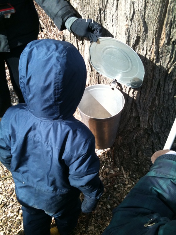 momstown Halifax Maple Syrup Festivals in Nova Scotia