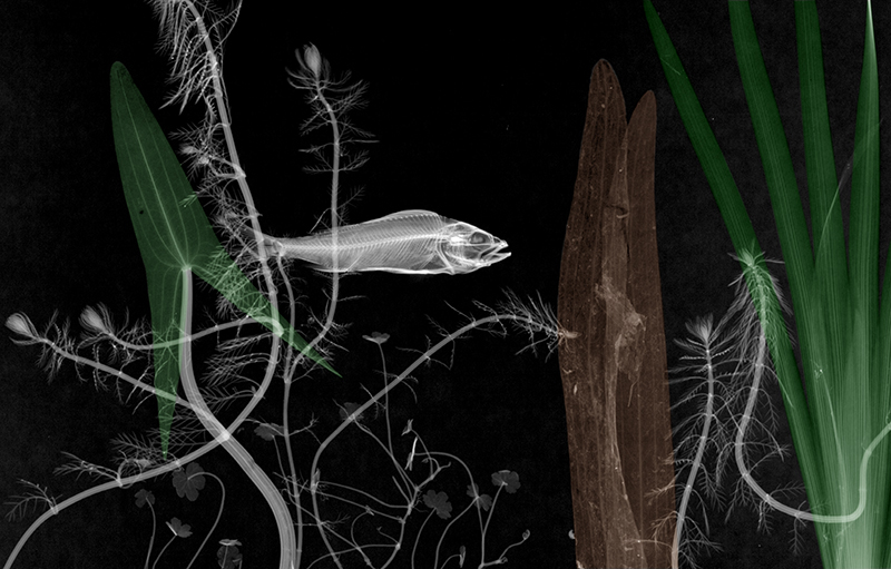 17-Stickleback-Arie-van-t-Riet-Colored-X-ray-Photographs-of-Nature-www-designstack-co