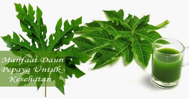 Manfaat Daun Pepaya Bagi Kesehatan Manfaat Daun Pepaya Bagi Kesehatan