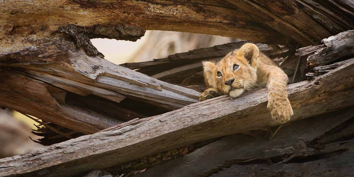 Beautiful Animals Safaris Lion Cubs and Young Male Lions in the wild
