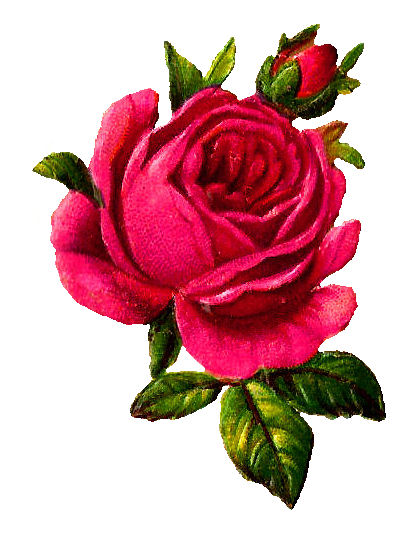 Antique Images: Digital Pink Rose Download Flower Botanical Art Vintage ...