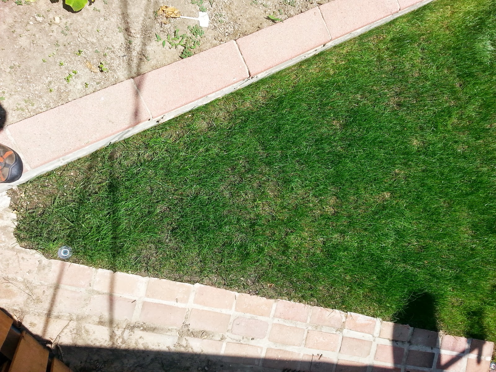 SOUTHERN CALIFORNIA PEARL'S PREMIUM GRASS SEED