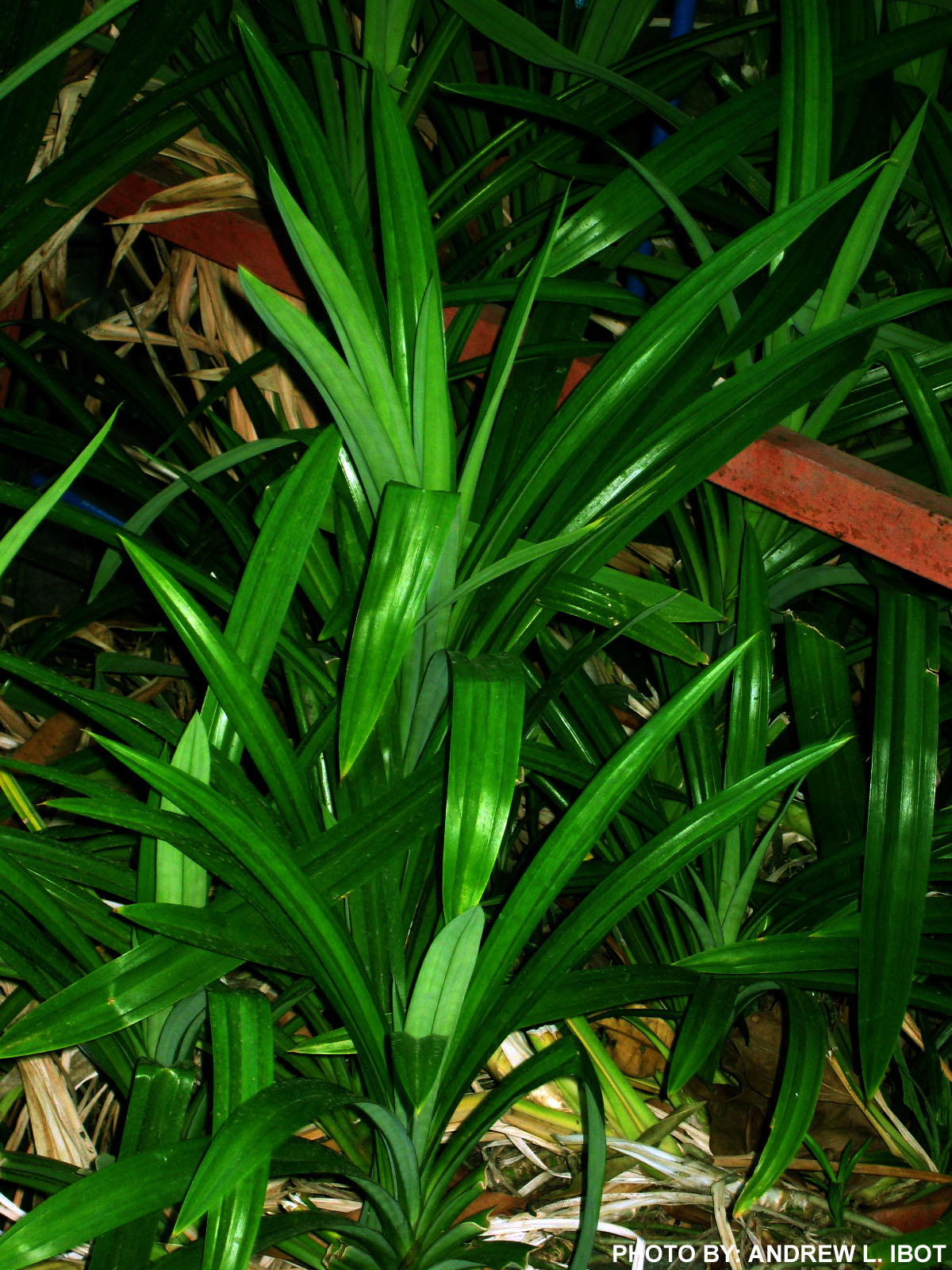 Ako si ANDREW IBOT! Pandan Halamang Gamot / Herbal Medicine