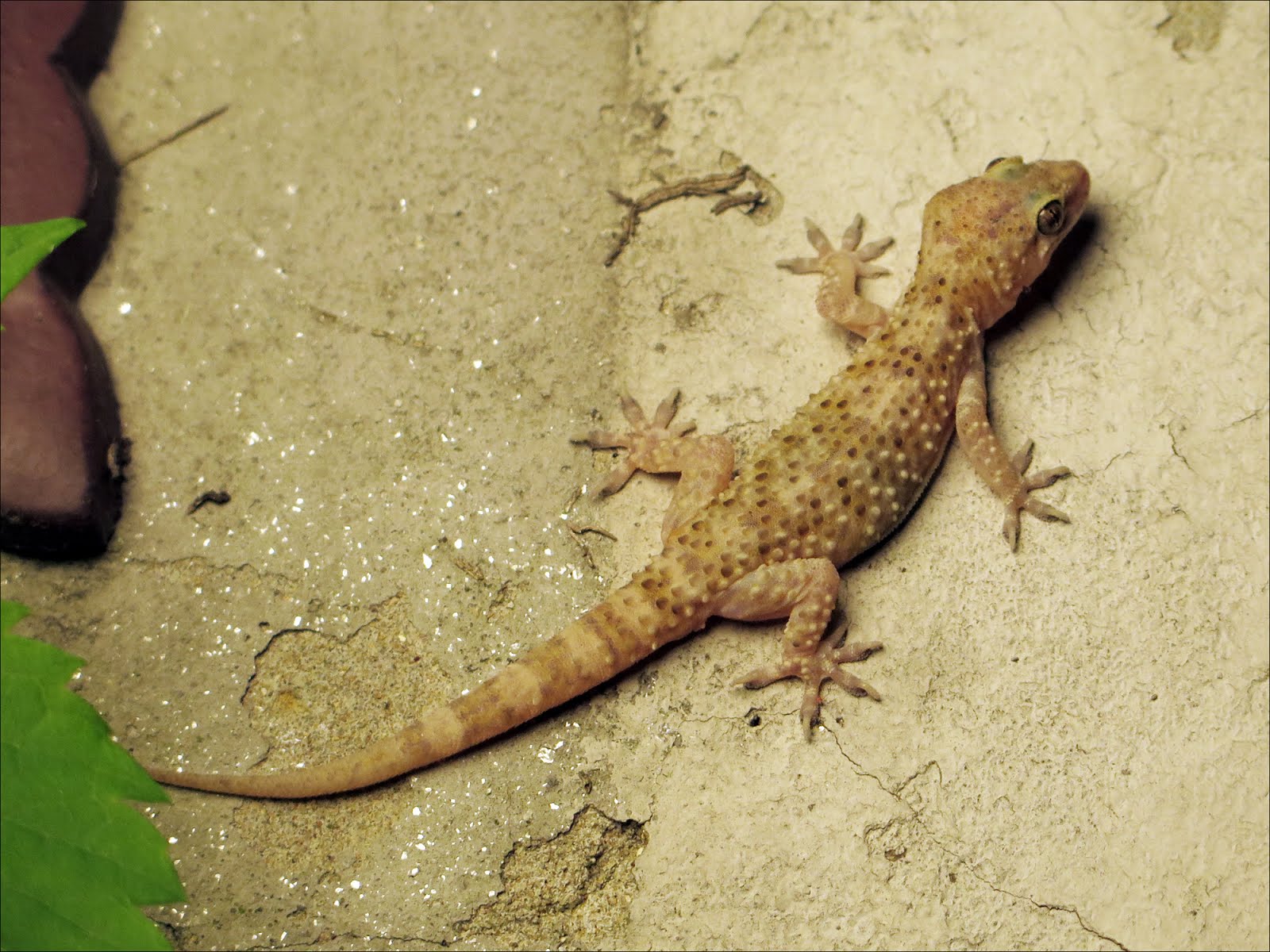 The Adventures Of C M Kosemen Encounters With Mediterranean Geckos the-adventures-of-c-m-kosemen-encounters-with-mediterranean-geckos