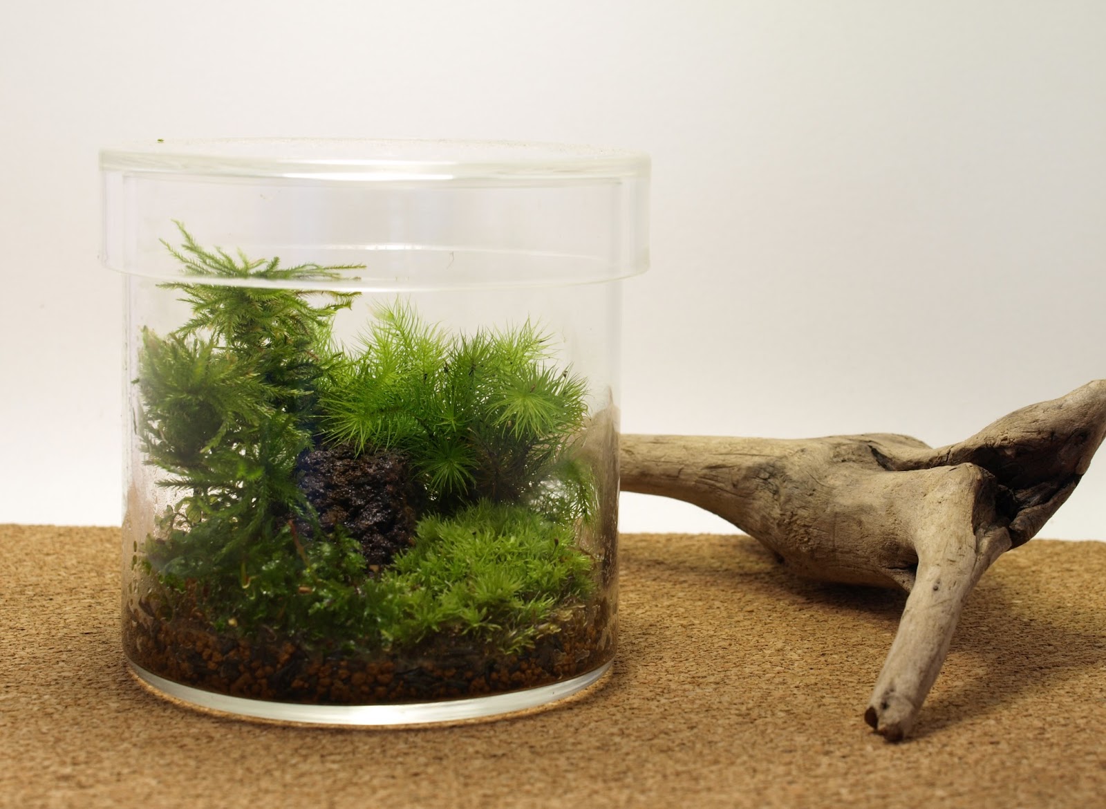 道草 Michikusa Blog 小さな苔の森 まるごと山梨で苔テラリウム