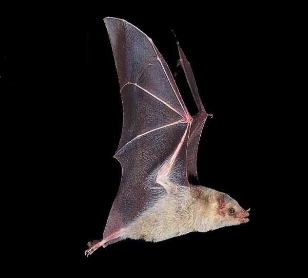A maioria dos morcegos possui um sexto sentido, aliado aos cinco a que nós humanos estamos acostumados: a ecolocalização, ou seja, orientação por ecos.