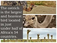 The ostrich, Struthio camelus, is native to Africa and is the largest birds in the world.