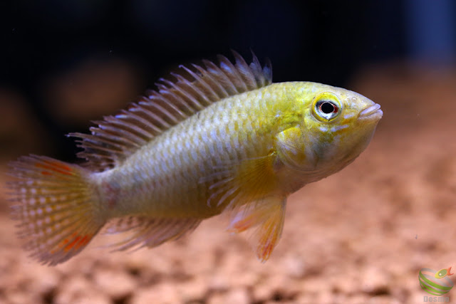 Apistogramma sp.Tame from Rio tame, 2016